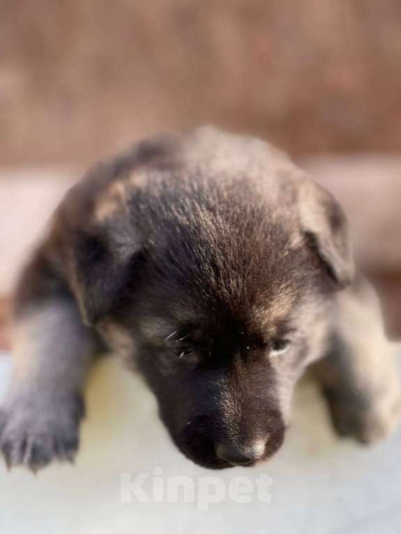 Собаки в других городах Ленинградской области: сука ВЕО от Гордость Питера Церри Бой х Гроза Девочка, 40 000 руб. - фото 2
