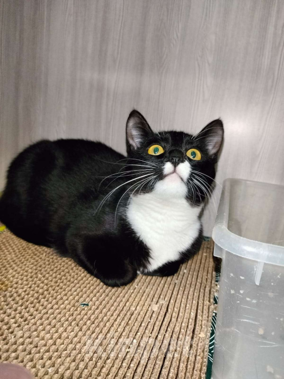 Кошки в Москве: Малышка Кýпи Девочка, Бесплатно - фото 7