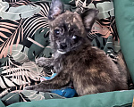Собаки в Саранске: Сладкий малыш чихуахуа  Мальчик, 10 000 руб. - фото 1
