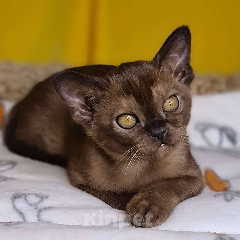 Кошки в Ростове-на-Дону: Европейская Бурма котята Девочка, Бесплатно - фото 2