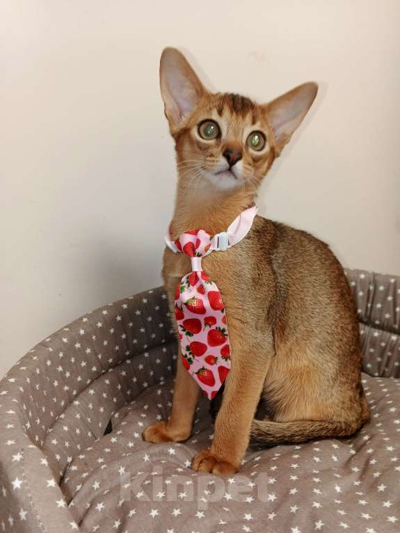 Кошки в Москве: Абиссинский котик красавчик из питомника Мальчик, 70 000 руб. - фото 2