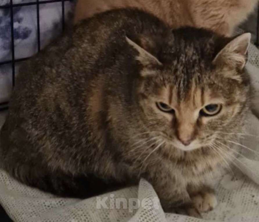 Кошки в Санкт-Петербурге: Твикси Медовая Красавица Девочка, Бесплатно - фото 1