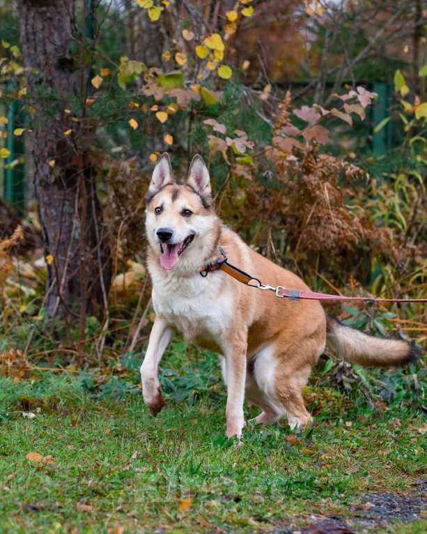 Собаки в Санкт-Петербурге: Красивый активный пёс Маффин ищет дом Мальчик, Бесплатно - фото 7
