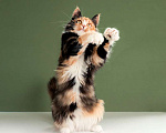 Кошки в Москве: Пушистая яркая трехцветная красавица кошка Ириска в добрые руки Девочка, Бесплатно - фото 4