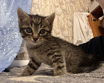 Кошки в Карабаново: Котенок ищет себе дом💕 Мальчик, Бесплатно - фото 1