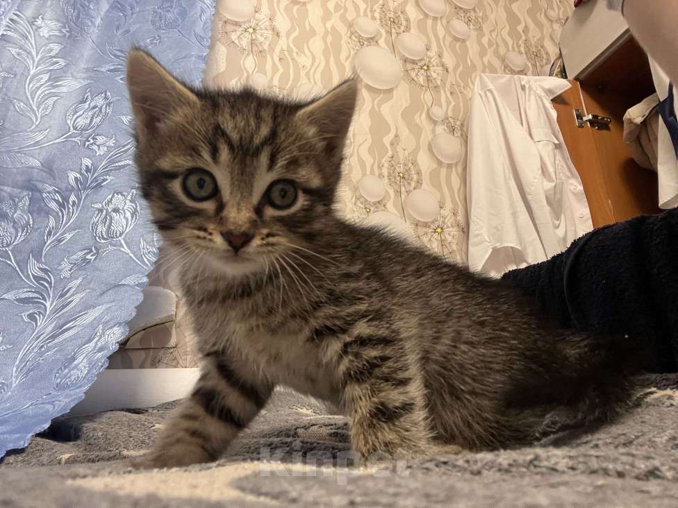 Кошки в Карабаново: Котенок ищет себе дом💕 Мальчик, Бесплатно - фото 1