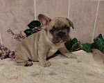 Собаки в Москве: Милый малыш французский бульдог. Мальчик, 70 000 руб. - фото 5