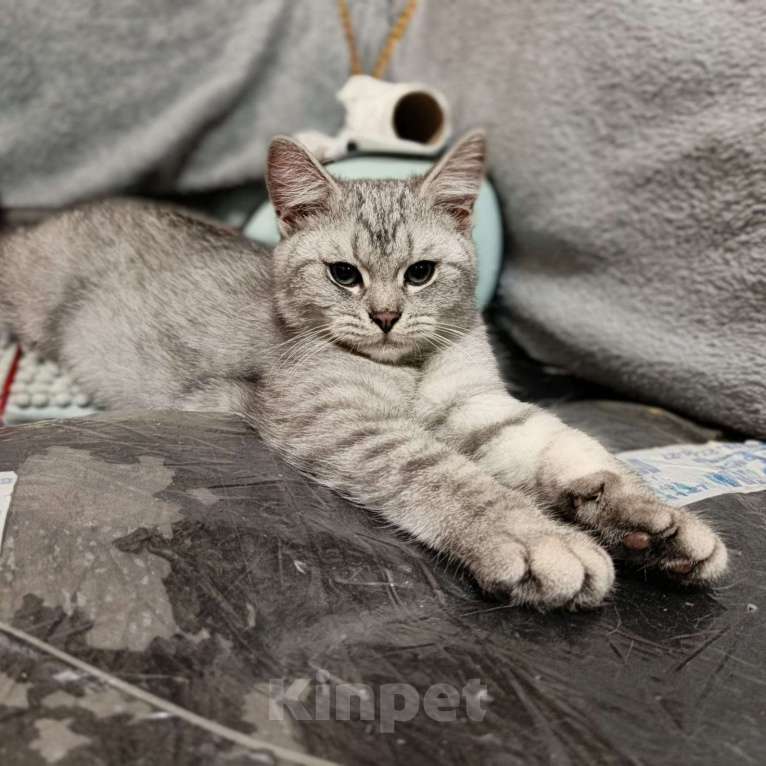 Кошки в Москве: Зеленоглазый ласковый британец, с двумя сердечками, очень ждёт своих родителей🤗 Мальчик, 5 000 руб. - фото 2