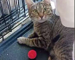 Кошки в Москве: Котенок Бонечка Девочка, Бесплатно - фото 1