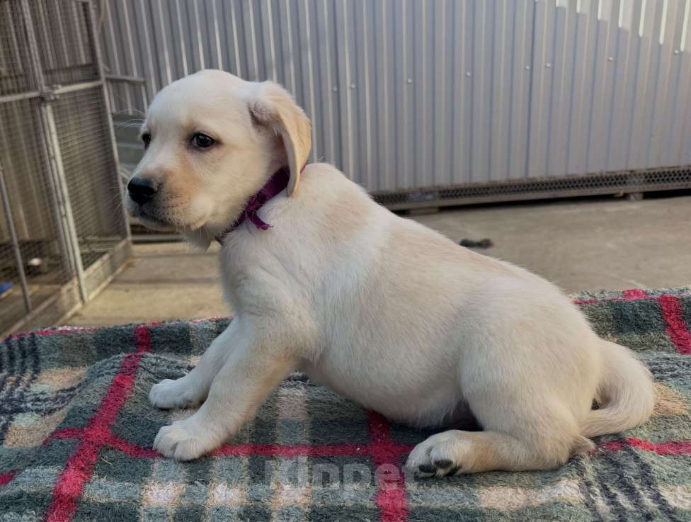 Собаки в Краснодаре: Щенок лабрадора палевый  Девочка, 25 000 руб. - фото 2