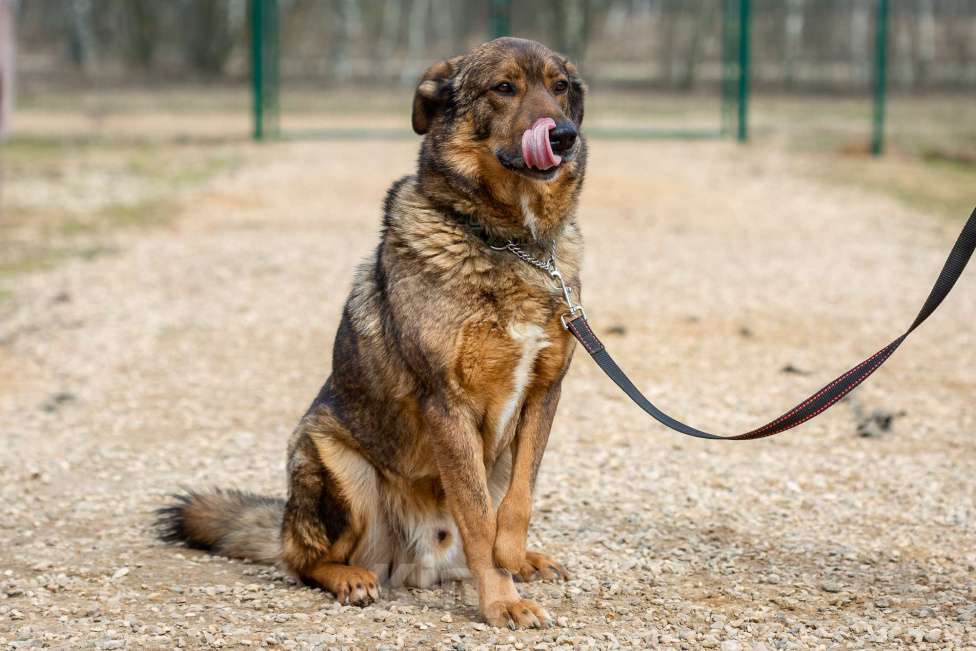 Собаки в Москве: Валик Мальчик, Бесплатно - фото 3