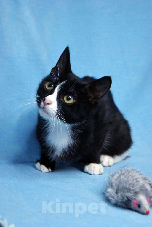 Кошки в Москве: Любопытненький Тоша ждем маму и папу Мальчик, Бесплатно - фото 4