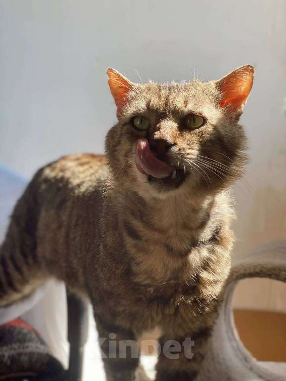 Кошки в Москве: Одинокий котик Тристан ищет семью Мальчик, Бесплатно - фото 6