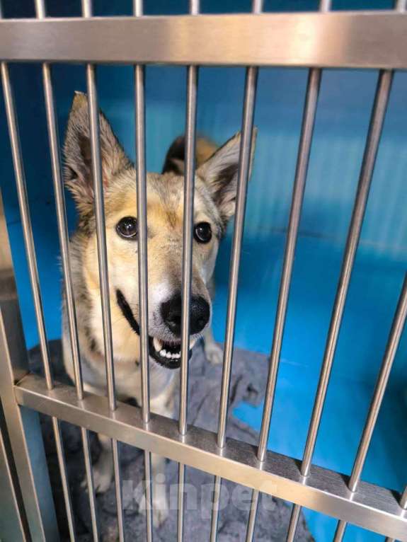 Собаки в Москве: Через 2 дня выпуск на улицу туда, где уже пропали 3 собаки Девочка, Бесплатно - фото 2