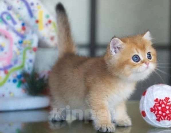 Кошки в Москве: Британские котята Девочка, 35 000 руб. - фото 2