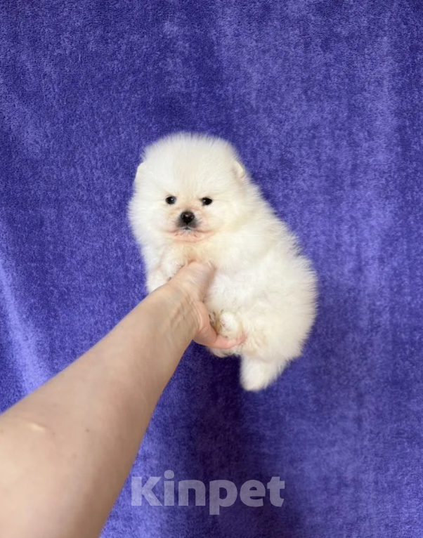 Собаки в Москве: Малыш Мальчик, 30 000 руб. - фото 1