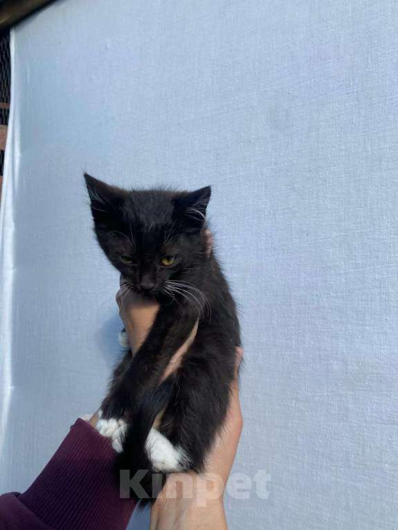 Кошки в других городах Московской области: Крош Мальчик, Бесплатно - фото 3