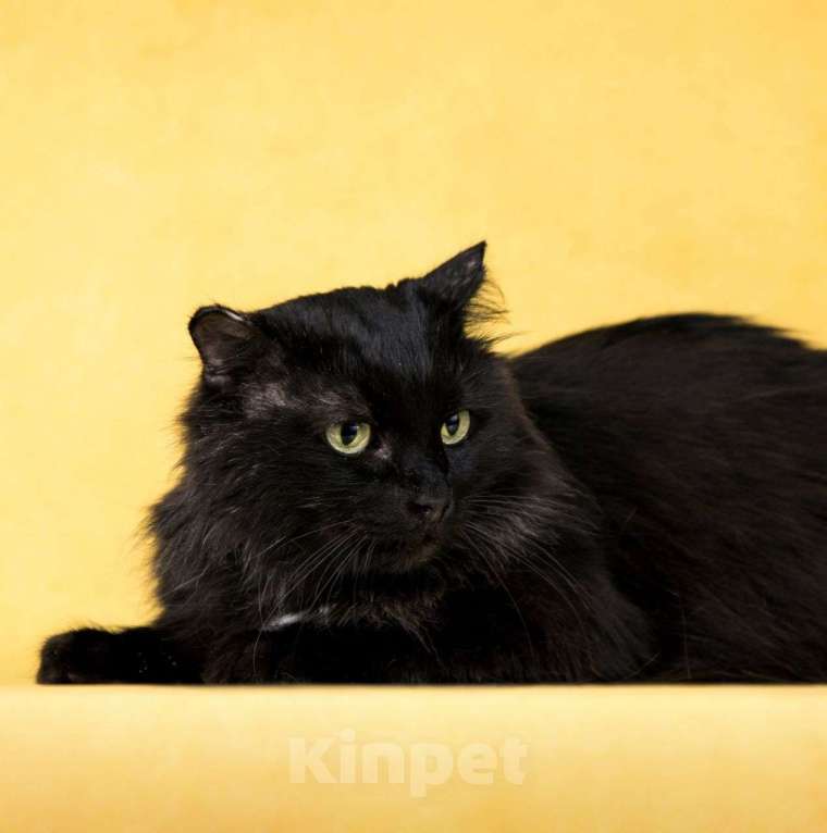 Кошки в Москве: Таких, как Филя, никто не выбирает.. Мальчик, Бесплатно - фото 3