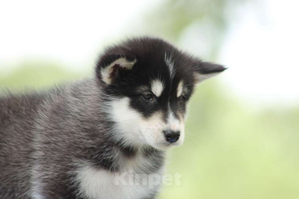 Собаки в Твери: Мальчик Аляскинский маламут  Мальчик, Бесплатно - фото 1