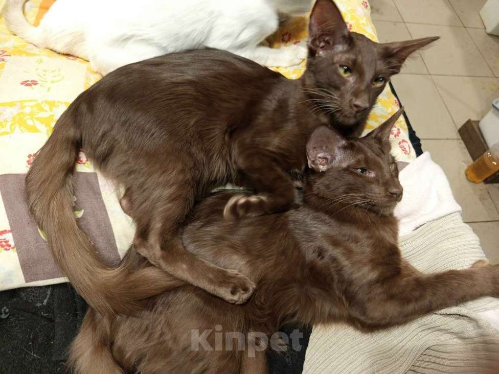 Кошки в Екатеринбурге: Ориентальные длинношерстные парни Мальчик, 50 000 руб. - фото 3