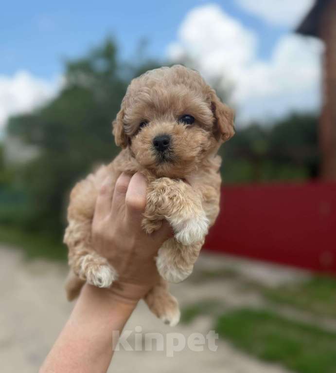 Собаки в Котельнике: Мальтипу девочка Девочка, 180 000 руб. - фото 6