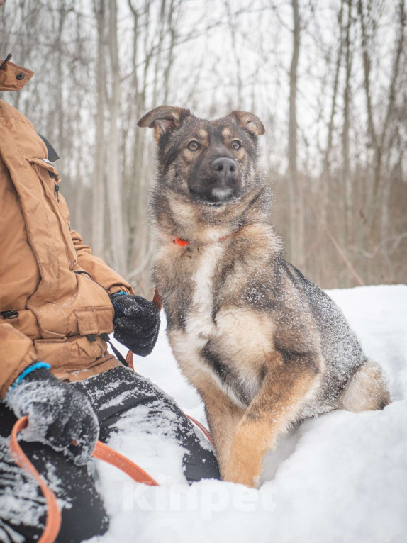 Собаки в Москве: Рея Девочка, Бесплатно - фото 3