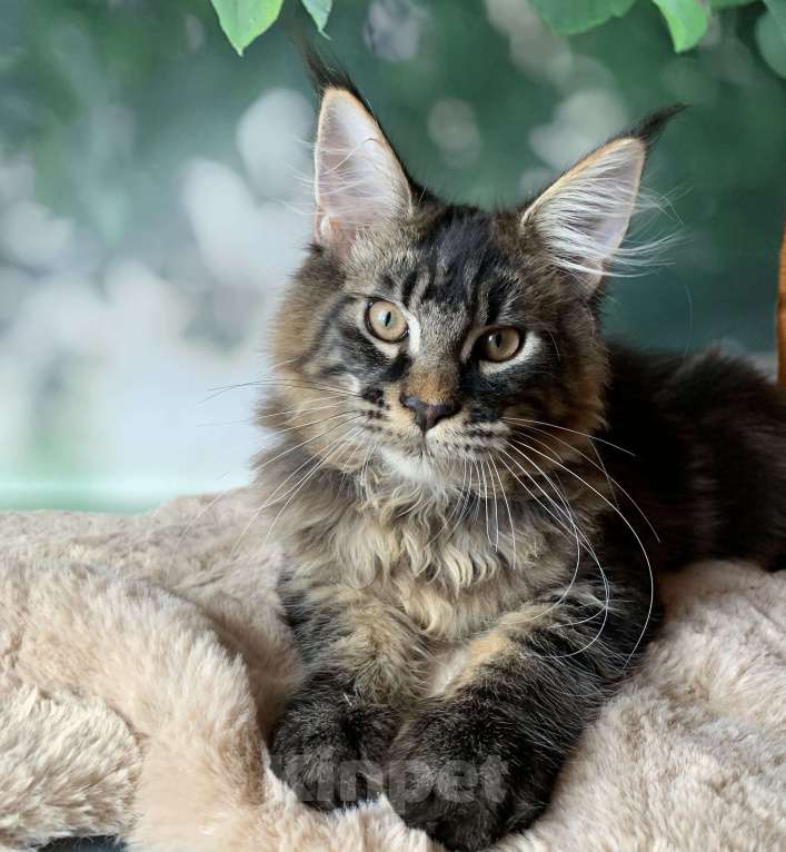 Кошки в Санкт-Петербурге: Котята мейн кун из питомника Nord-Westland Мальчик, 40 000 руб. - фото 2