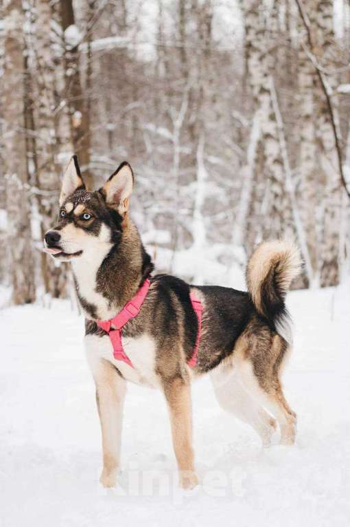 Собаки в Москве: Никель ищет дом Мальчик, Бесплатно - фото 6