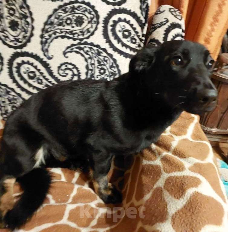 Собаки в Москве: Боня коротколапик ищет дом Девочка, Бесплатно - фото 5