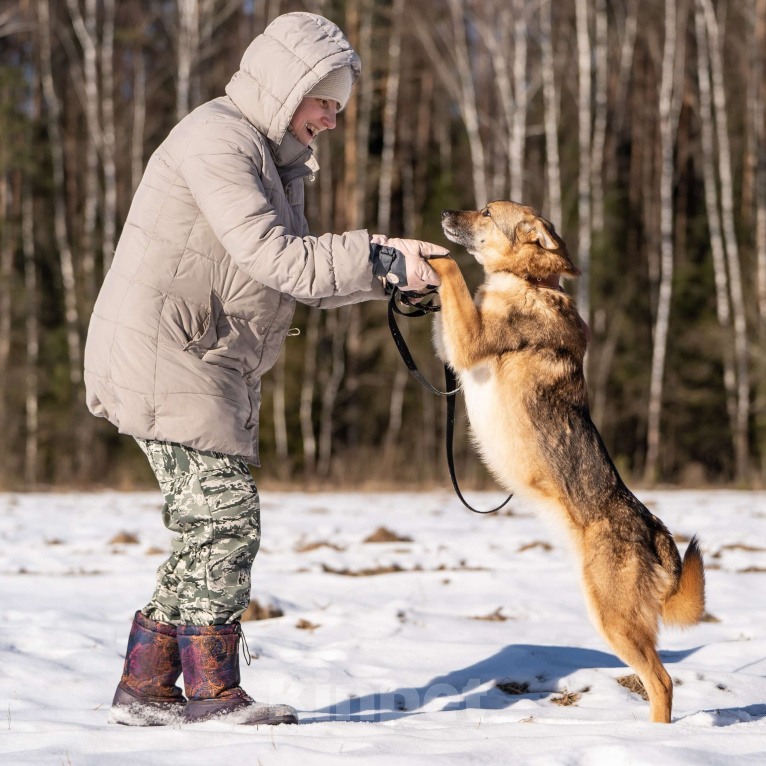 Собаки в Клине: Кейси — трогательная собачка Девочка, Бесплатно - фото 8