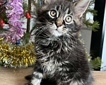 Кошки в Лянторе: Котятки мейн кун!!! Новогодние цены)), 10 000 руб. - фото 4
