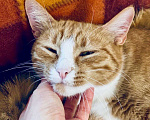 Кошки в Москве: Рыженькая кошечка Ириска в добрые руки  Девочка, Бесплатно - фото 7