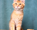 Кошки в Мытищах: Котенок Мейн-кун Мальчик, 40 000 руб. - фото 3