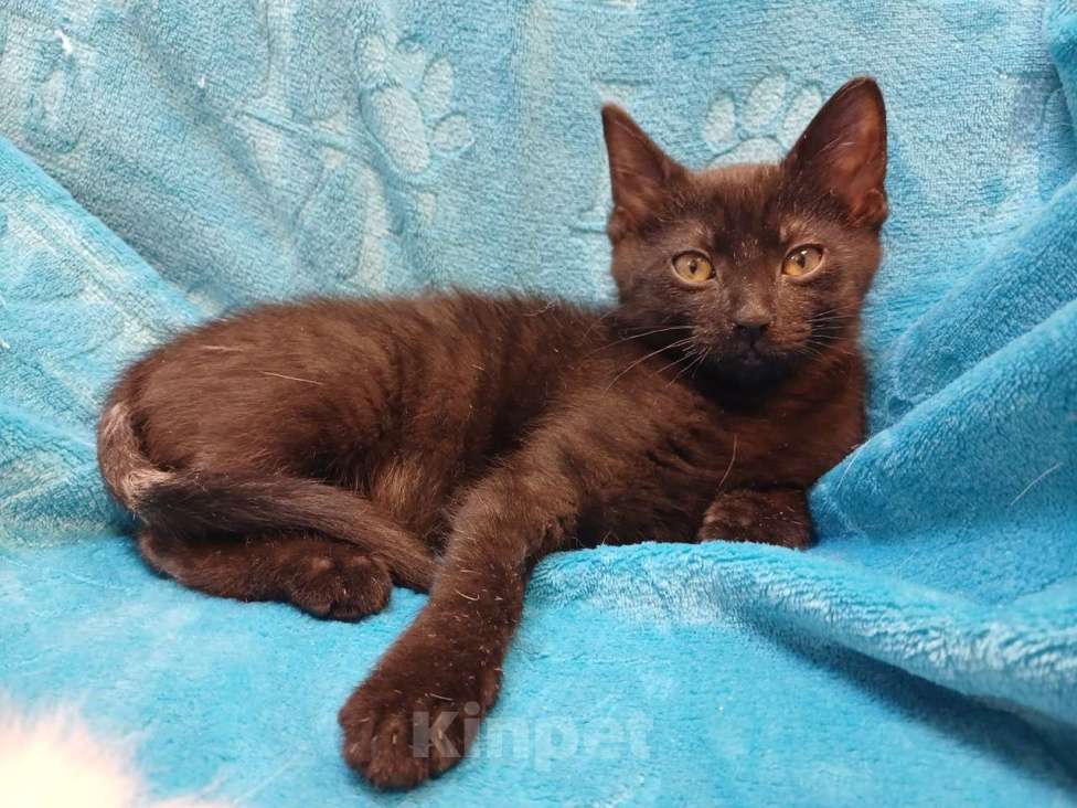 Кошки в Санкт-Петербурге: Черный игривый котёнок ищет дом Девочка, Бесплатно - фото 8