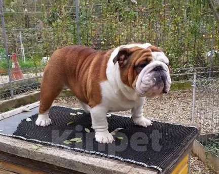 Собаки в Краснодаре: Английский бульдог, алиментная девочка Девочка, 100 000 руб. - фото 7