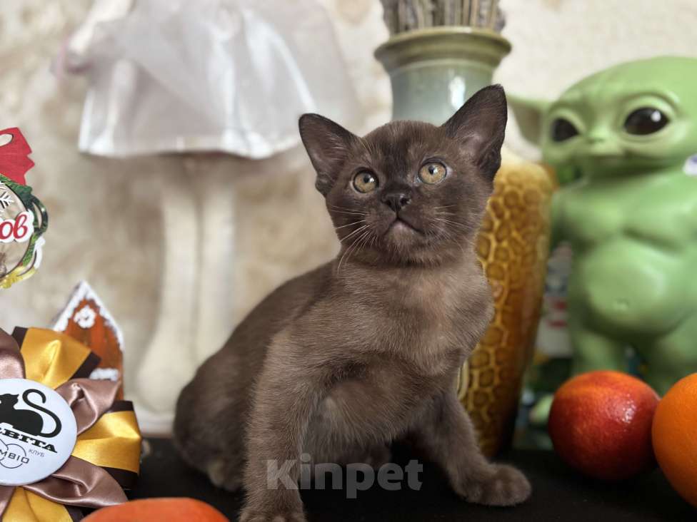 Кошки в Москве: Бурманский соболиный кот Мальчик, 120 000 руб. - фото 3