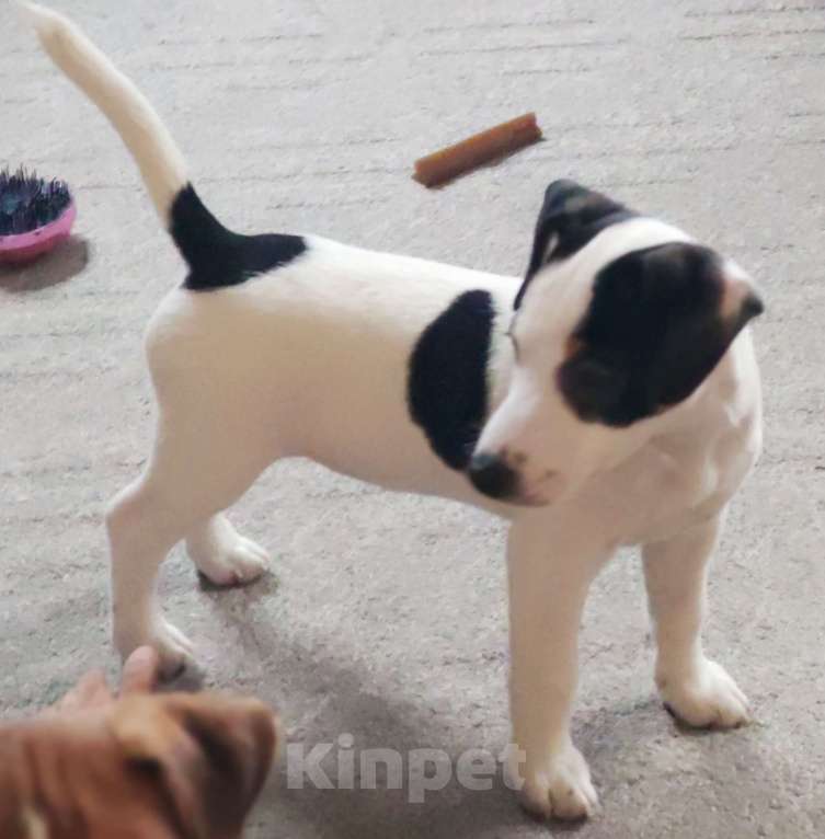 Собаки в других городах Московской области: Щенки Джек Рассел терьера Девочка, 35 000 руб. - фото 3