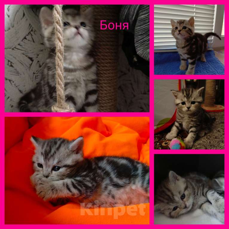 Кошки в Волгограде: Шотландские вислоухие котята Разнополые, Бесплатно - фото 5