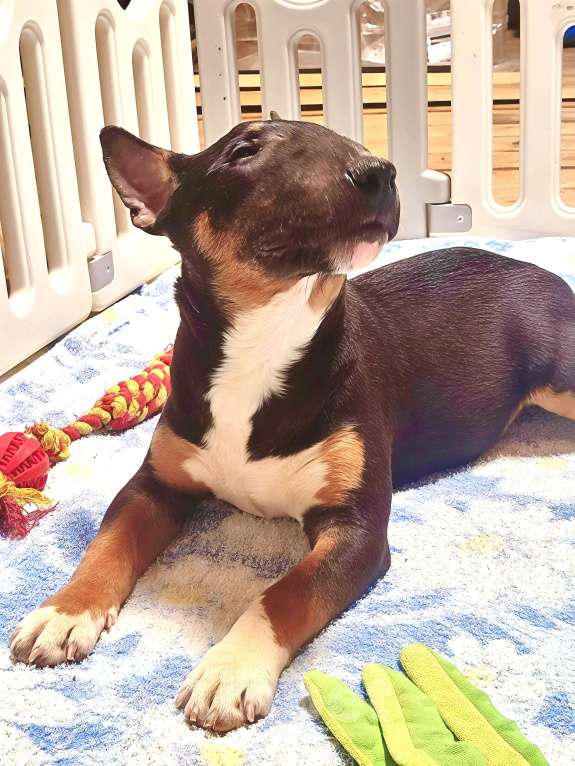 Собаки в Перми: Мини-бультерьер, щенки Мальчик, Бесплатно - фото 4