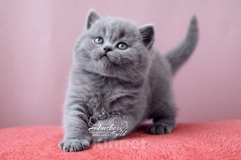 Кошки в Санкт-Петербурге:  Британские котята! Девочка, 50 000 руб. - фото 2