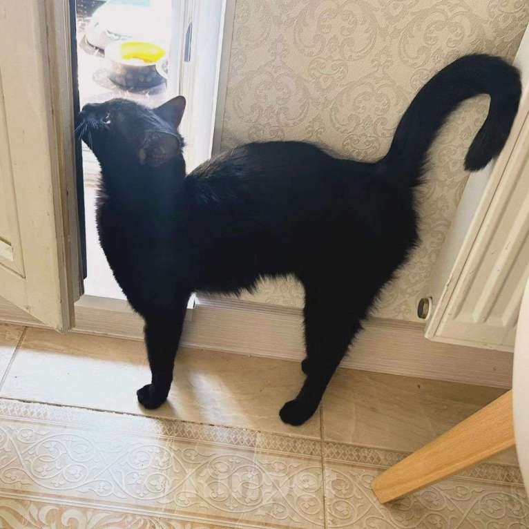 Кошки в Москве: Черная Багира мечтает о доме Девочка, Бесплатно - фото 3