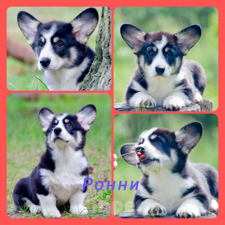 Собаки в Твери: Щенок вельш корги пемброк  Мальчик, 60 000 руб. - фото 7