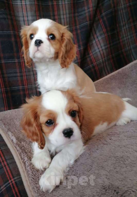 Собаки в Москве: Кавалер кинг Чарльз спаниель 2,5 мес.и 6м. щенки. Девочка, 70 000 руб. - фото 4