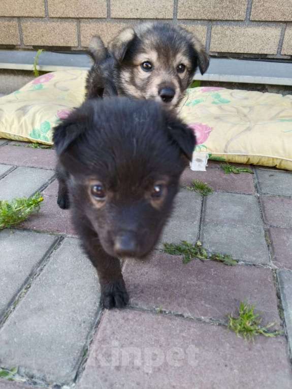 Собаки в других городах Свердловской области: Продам щенков ВОЛКОСОБА Мальчик, 5 000 руб. - фото 2