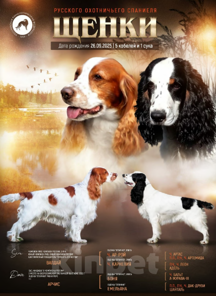 Собаки в Санкт-Петербурге: продается щенок охотничьего спаниеля Мальчик, 50 000 руб. - фото 2