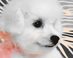Собаки в других городах Московской области: Ваша будущая радость: очаровательная девочка Бишон Фризе, 3.5 месяца, готова к переезду! Девочка, 150 000 руб. - фото 2