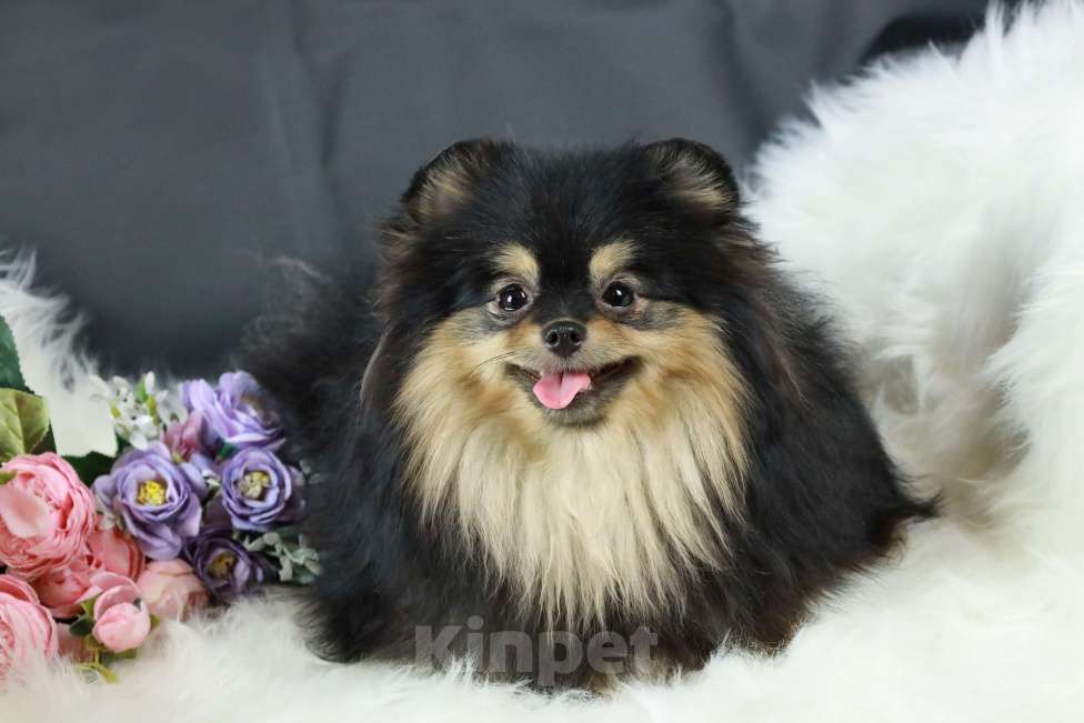 Собаки в Москве: Продаётся очаровательная  малышка - шпиц Девочка, 100 000 руб. - фото 3