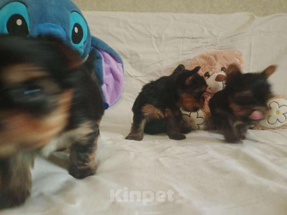 Собаки в Челябинске: Йоркширский терьер Мальчик, 23 000 руб. - фото 7