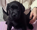 Собаки в Тюмени: Лабрадор ретривер  Девочка, Бесплатно - фото 1