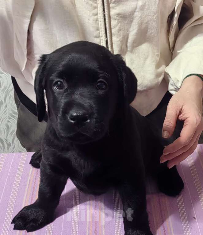 Собаки в Тюмени: Лабрадор ретривер  Девочка, Бесплатно - фото 1